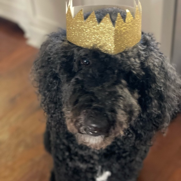 Meet your Posher, Robby - Picture 2 of 2